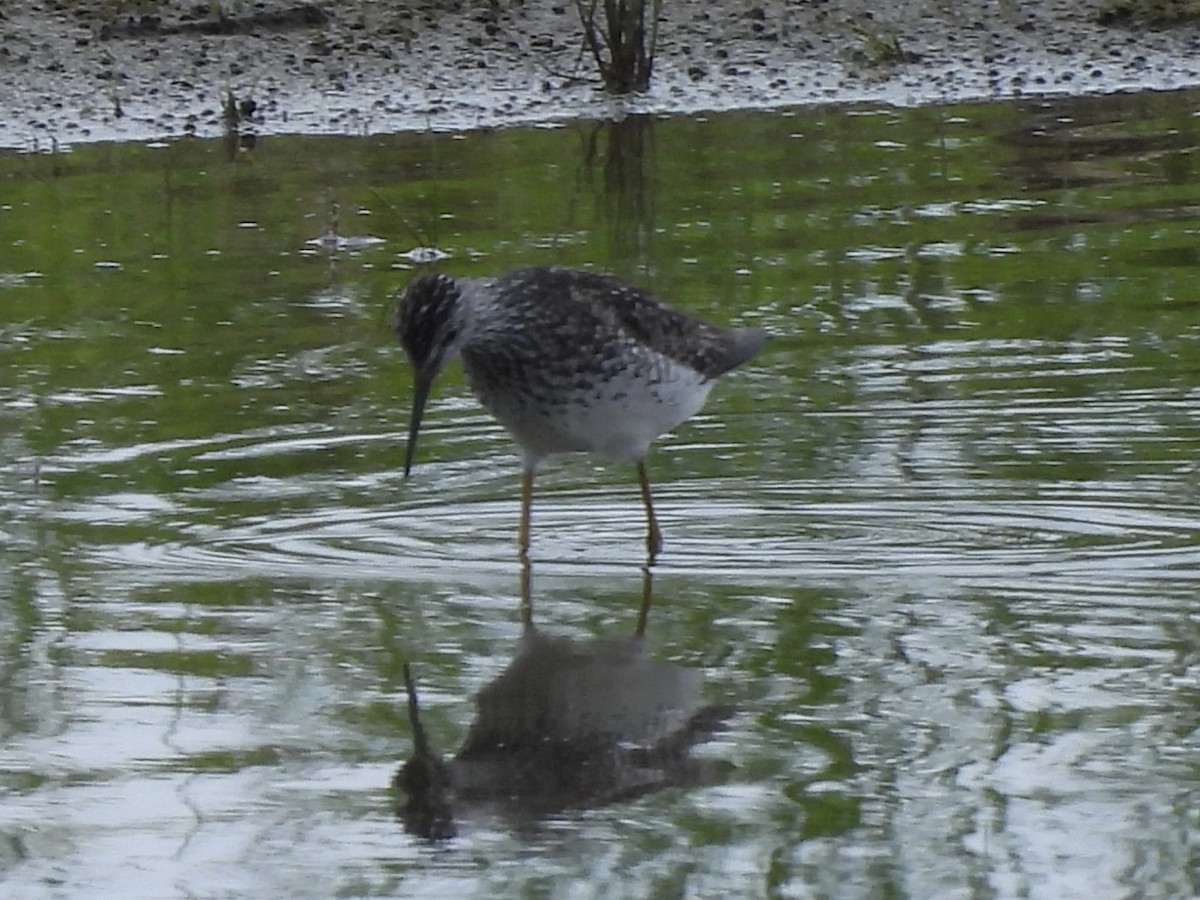 Lesser Yellowlegs - ML638286203