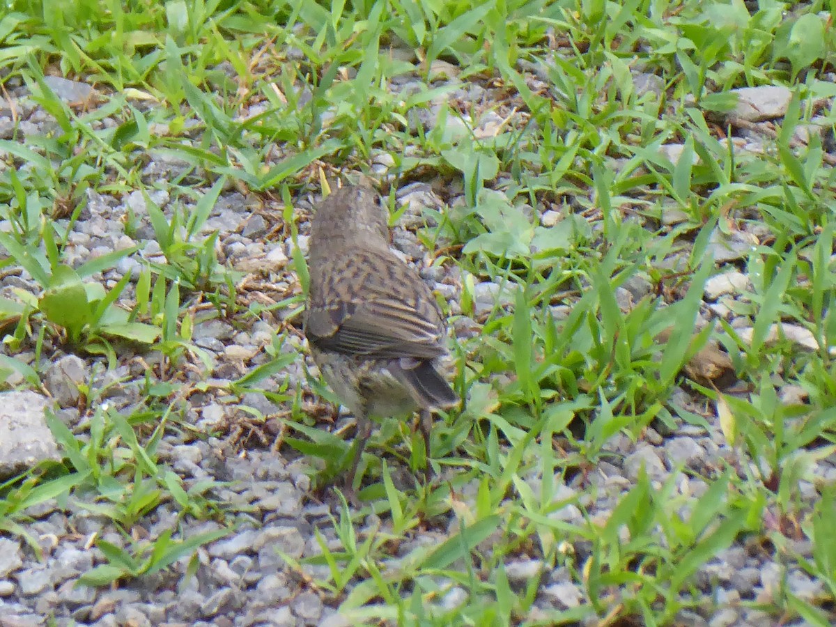 Dark-eyed Junco - ML638286204