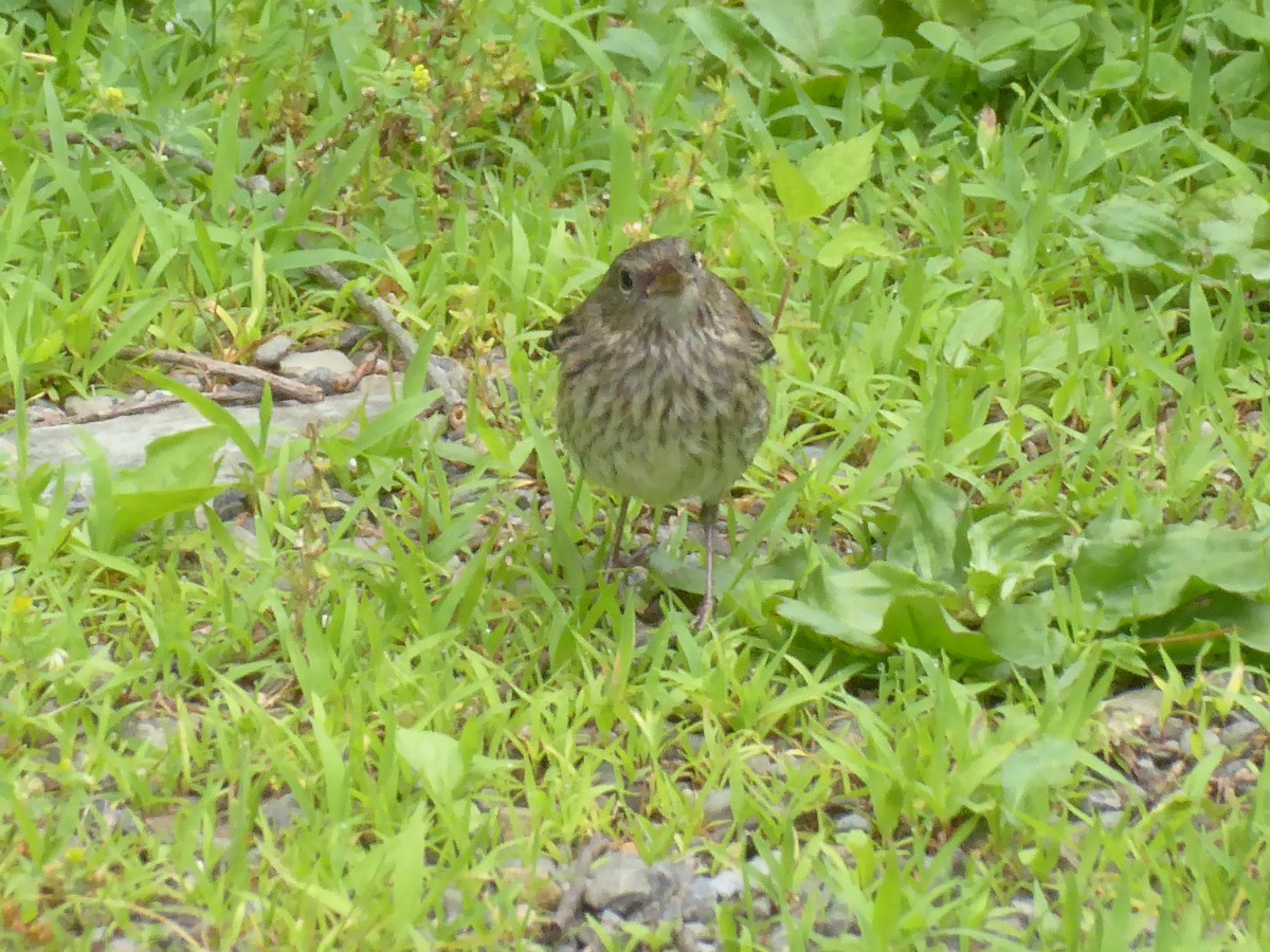 Dark-eyed Junco - ML638286213