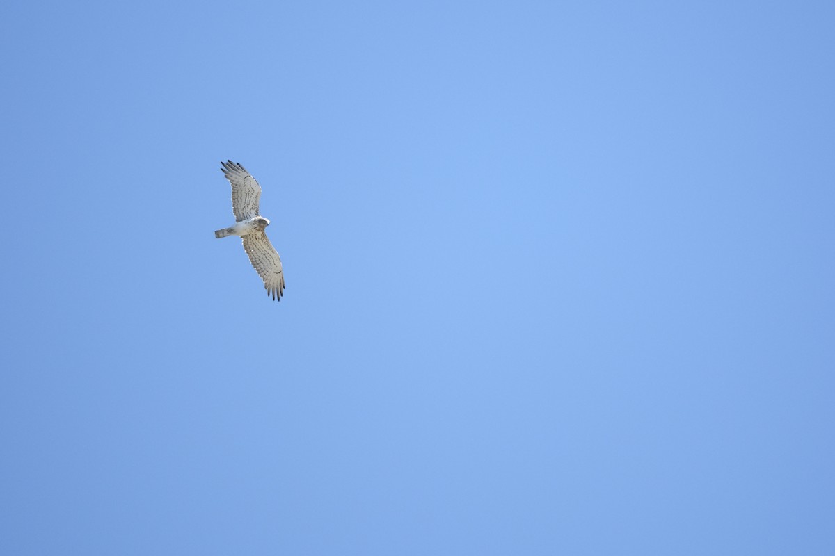 Short-toed Snake-Eagle - ML638286214