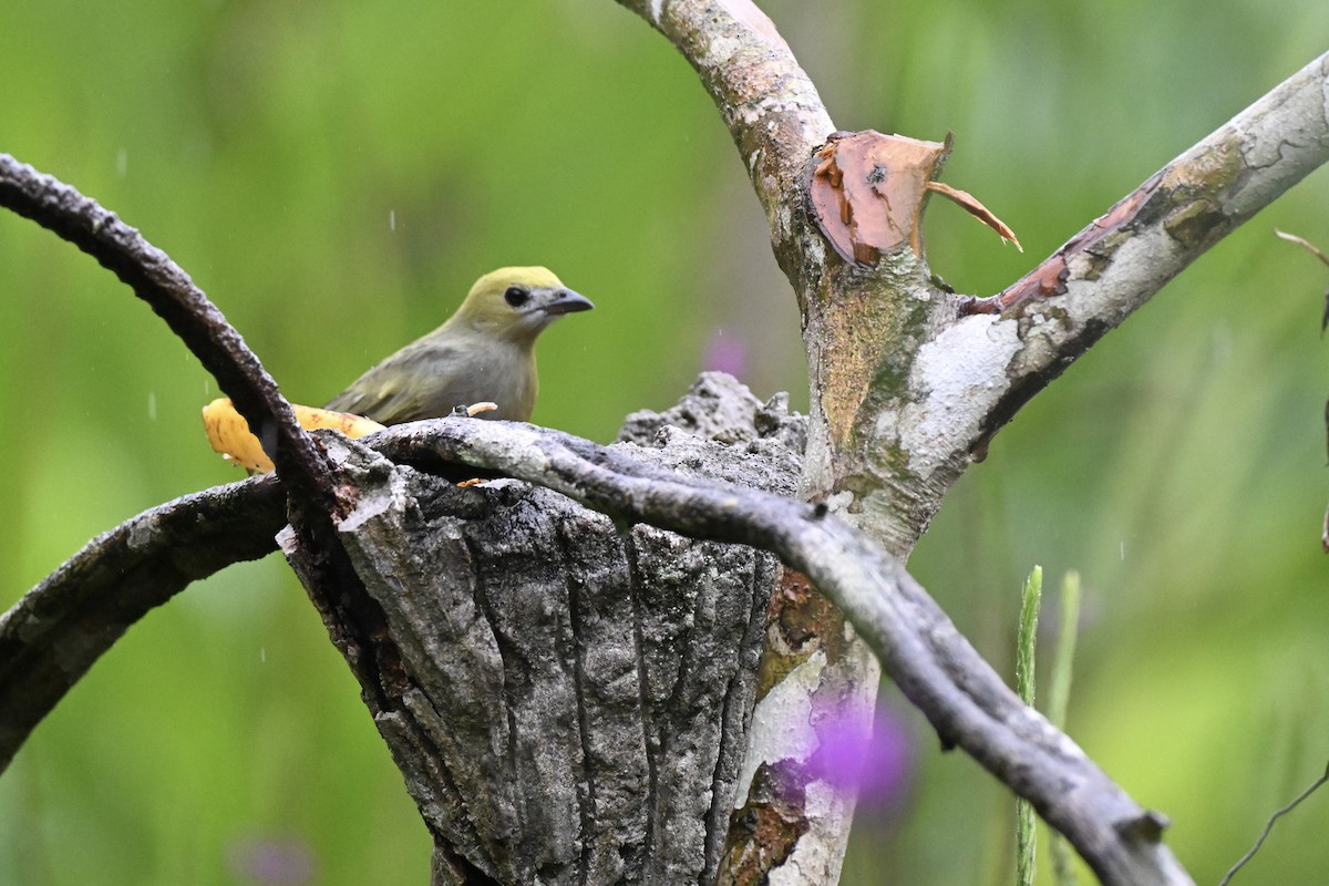 Palm Tanager - ML638286217
