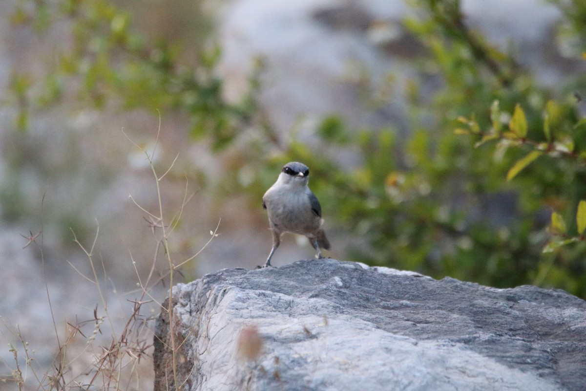 Western Rock Nuthatch - ML638286225