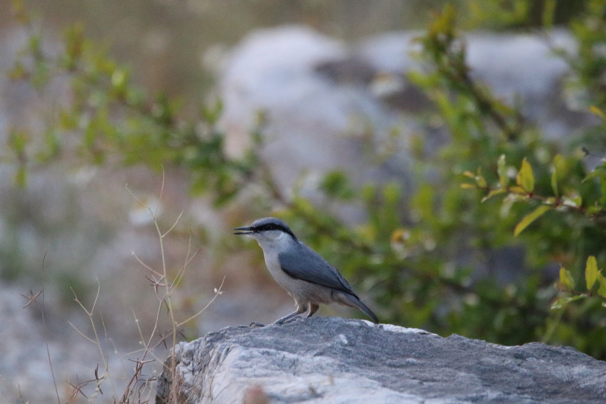 Western Rock Nuthatch - ML638286226