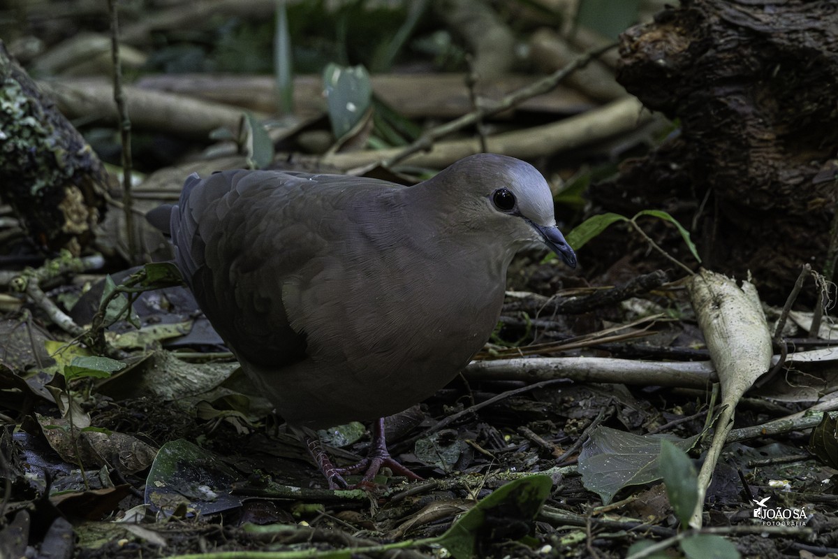 Gray-fronted Dove - ML638286228