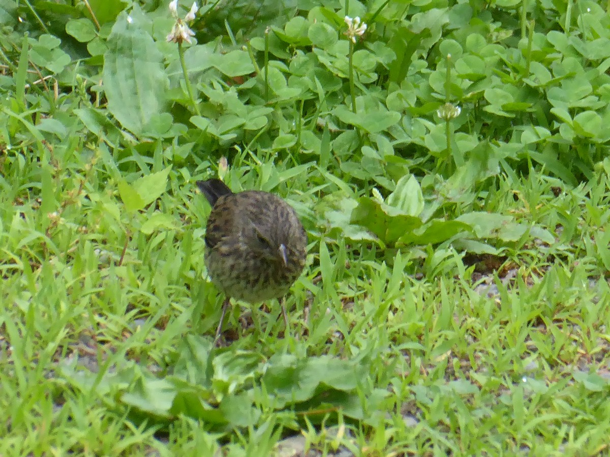 Dark-eyed Junco - ML638286230