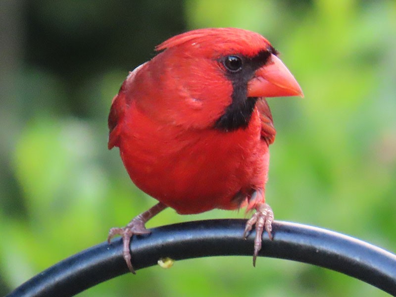 Cardinal rouge - ML638286234