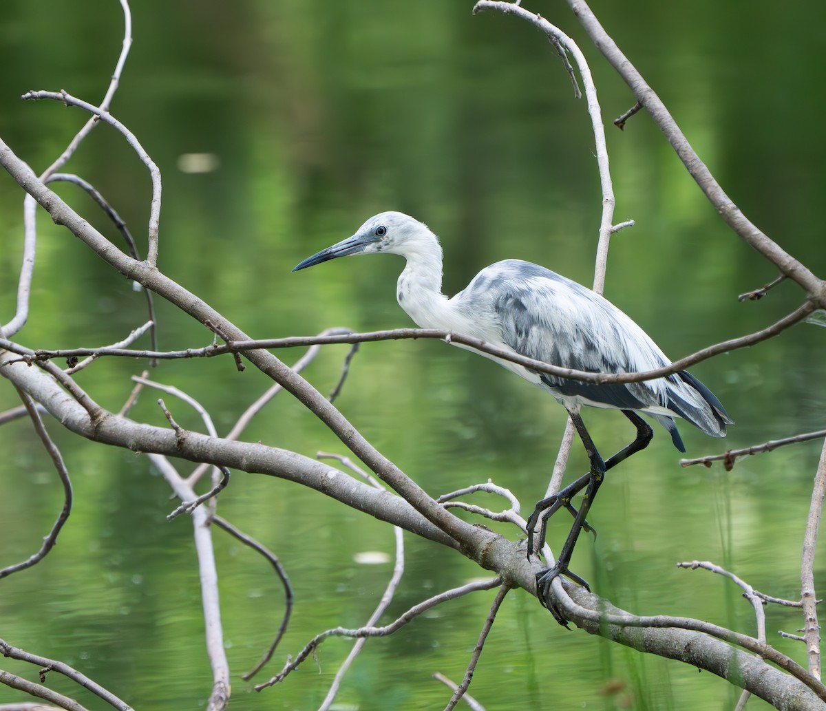 Little Blue Heron - ML638286235