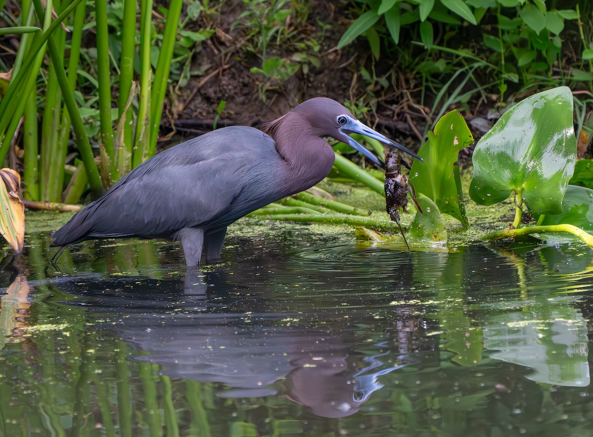 Little Blue Heron - ML638286236