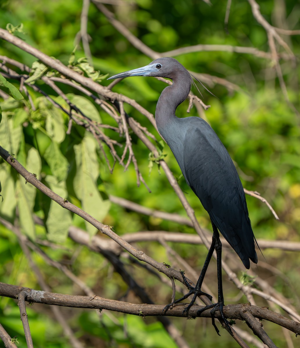 Little Blue Heron - ML638286237
