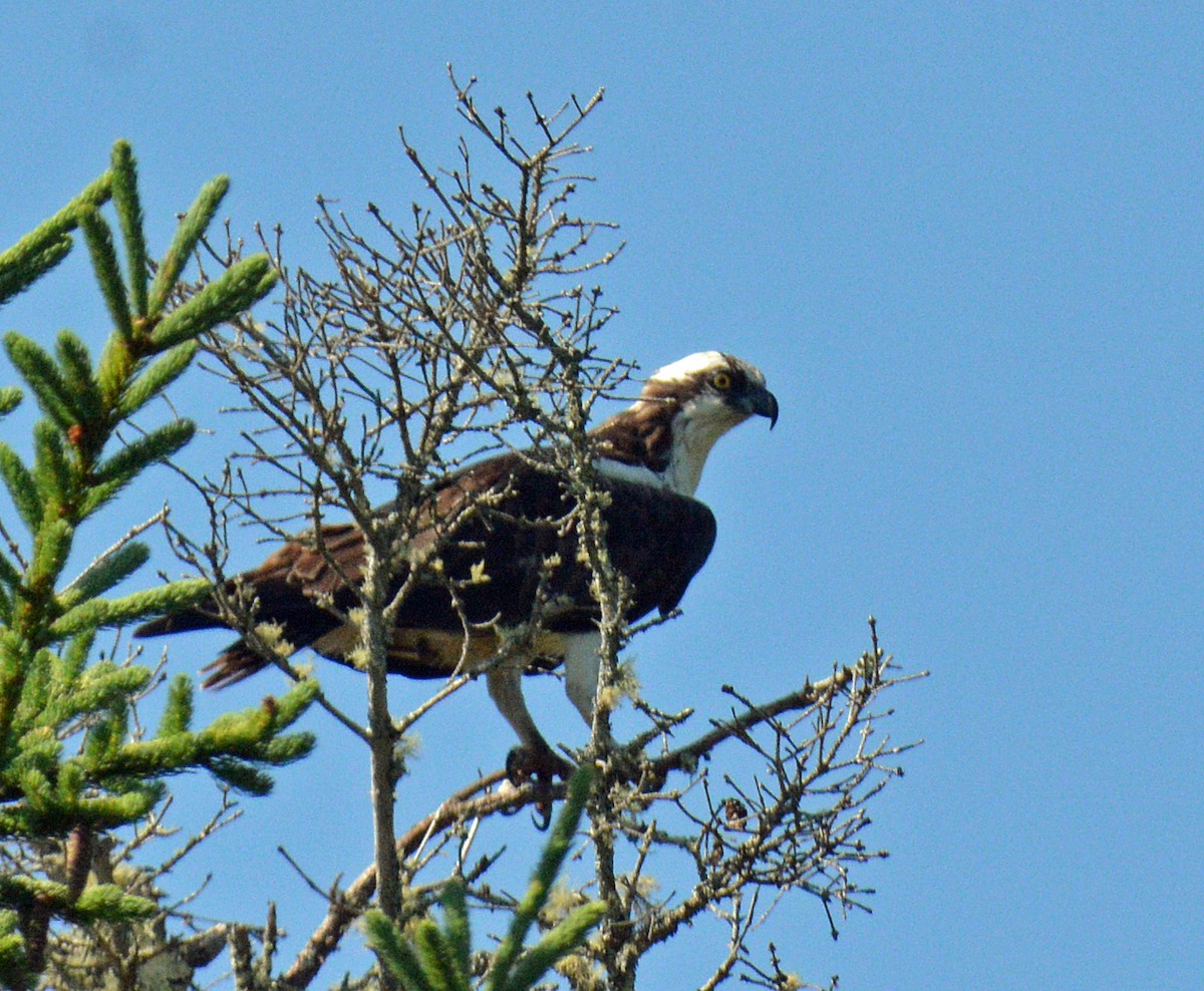 eBird Checklist 30 Jun 2025 Bartlett's Landing Road, Pretty Marsh