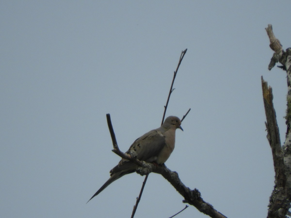 Mourning Dove - ML638286242