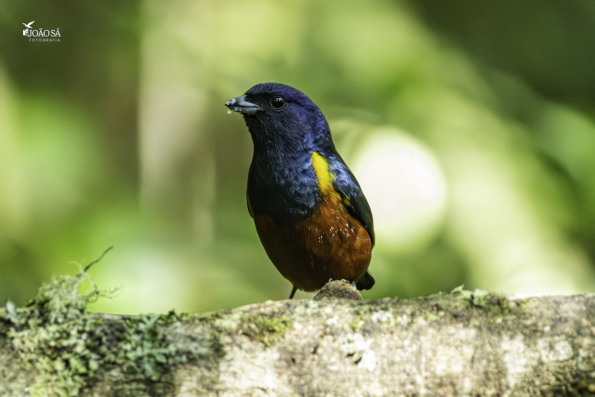 Chestnut-bellied Euphonia - ML638286245