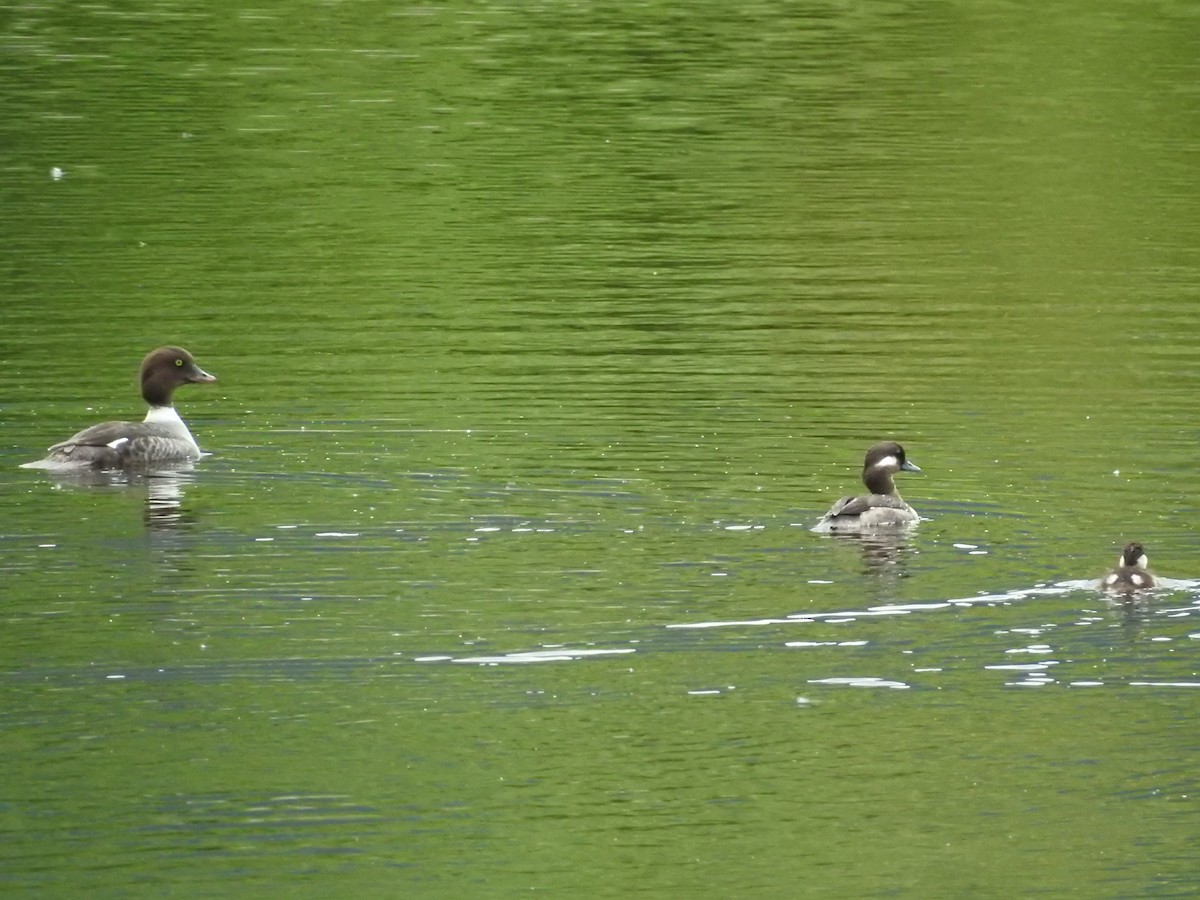 Common Goldeneye - ML638286249