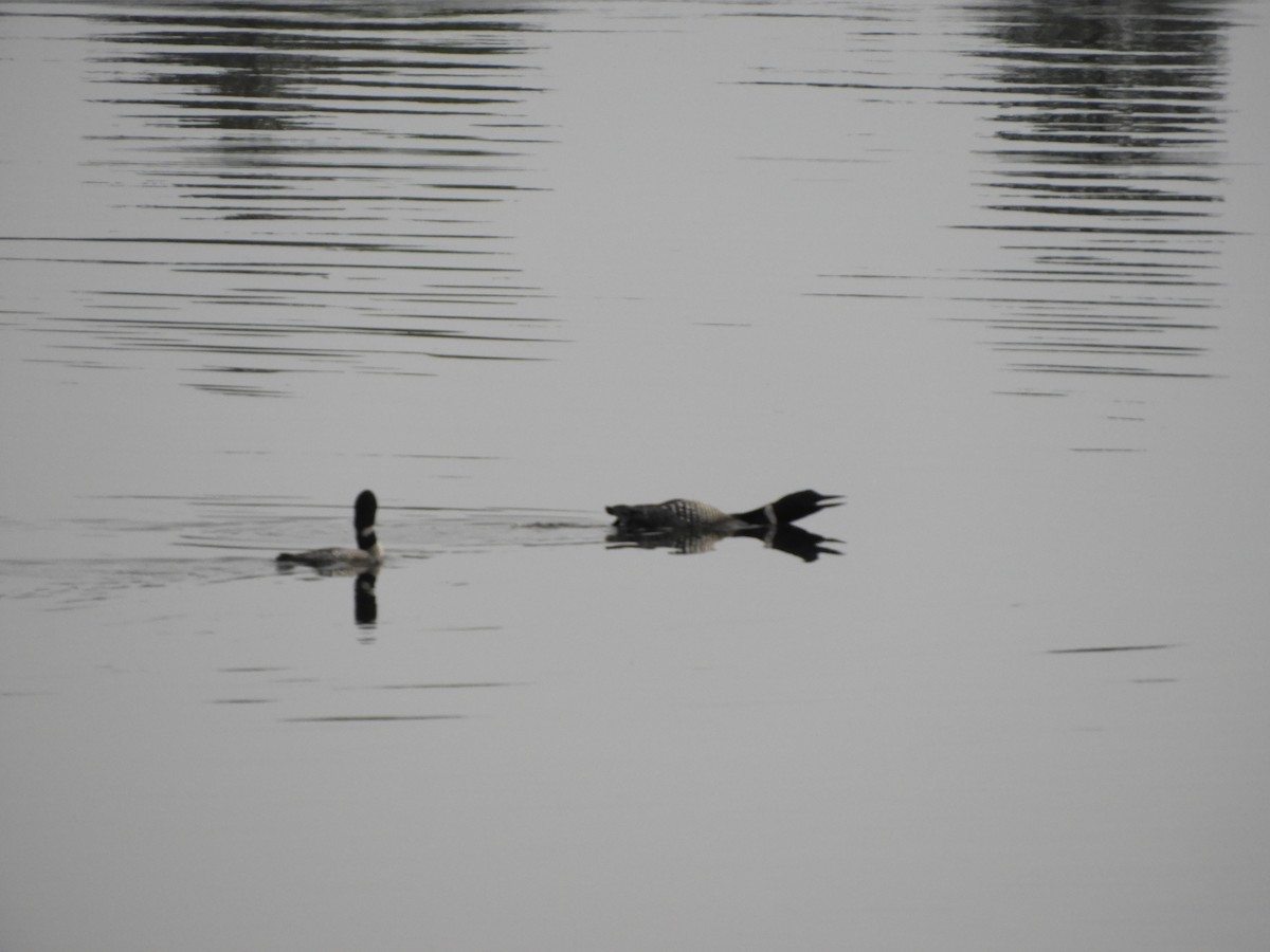 Common Loon - ML638286250