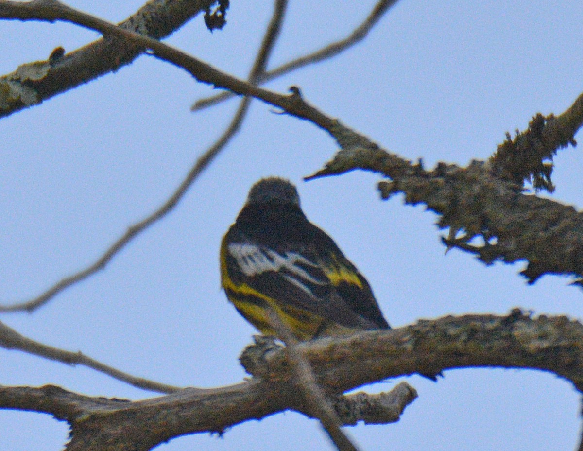 Magnolia Warbler - ML638286271