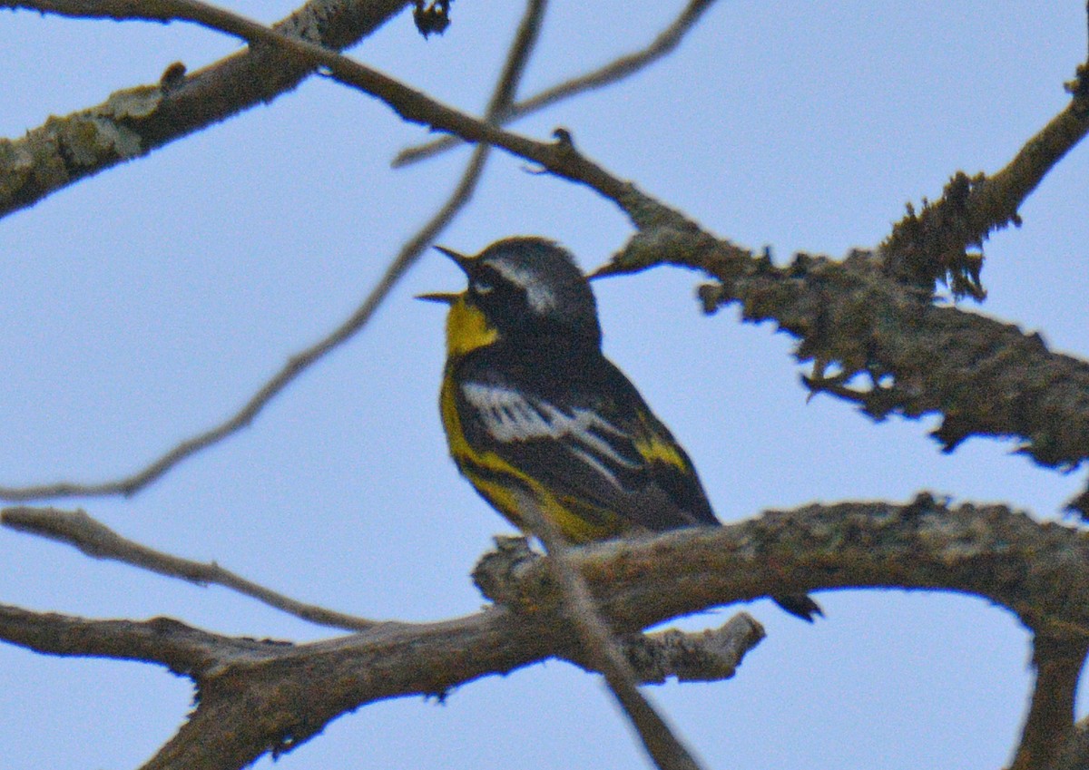 Magnolia Warbler - ML638286272