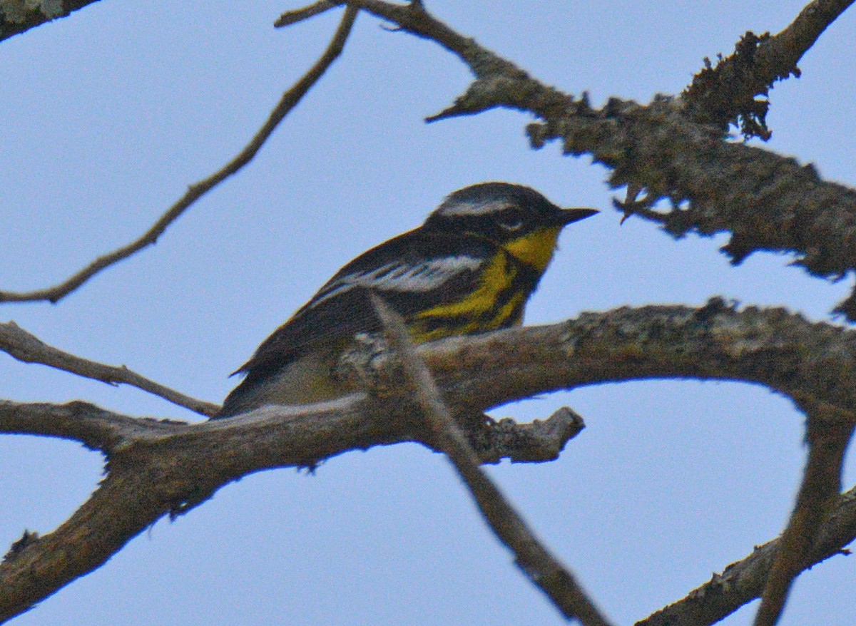 Magnolia Warbler - ML638286273