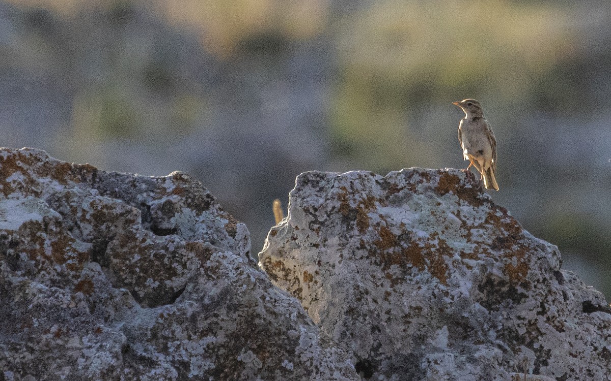 Greater Short-toed Lark - ML638286276