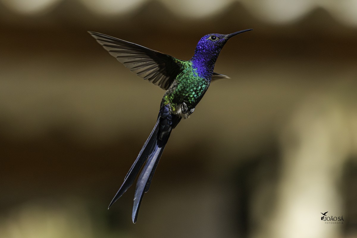 Swallow-tailed Hummingbird - ML638286278