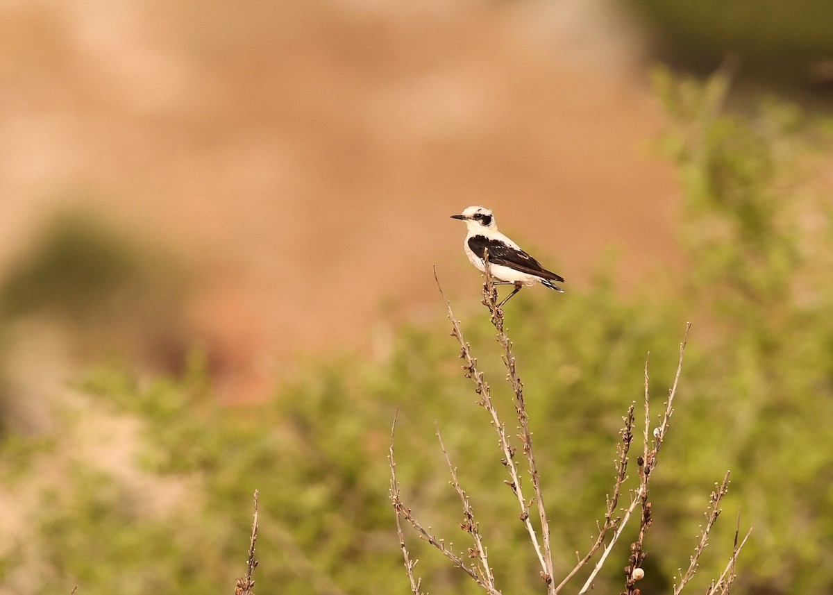 Western Black-eared Wheatear - ML638286280