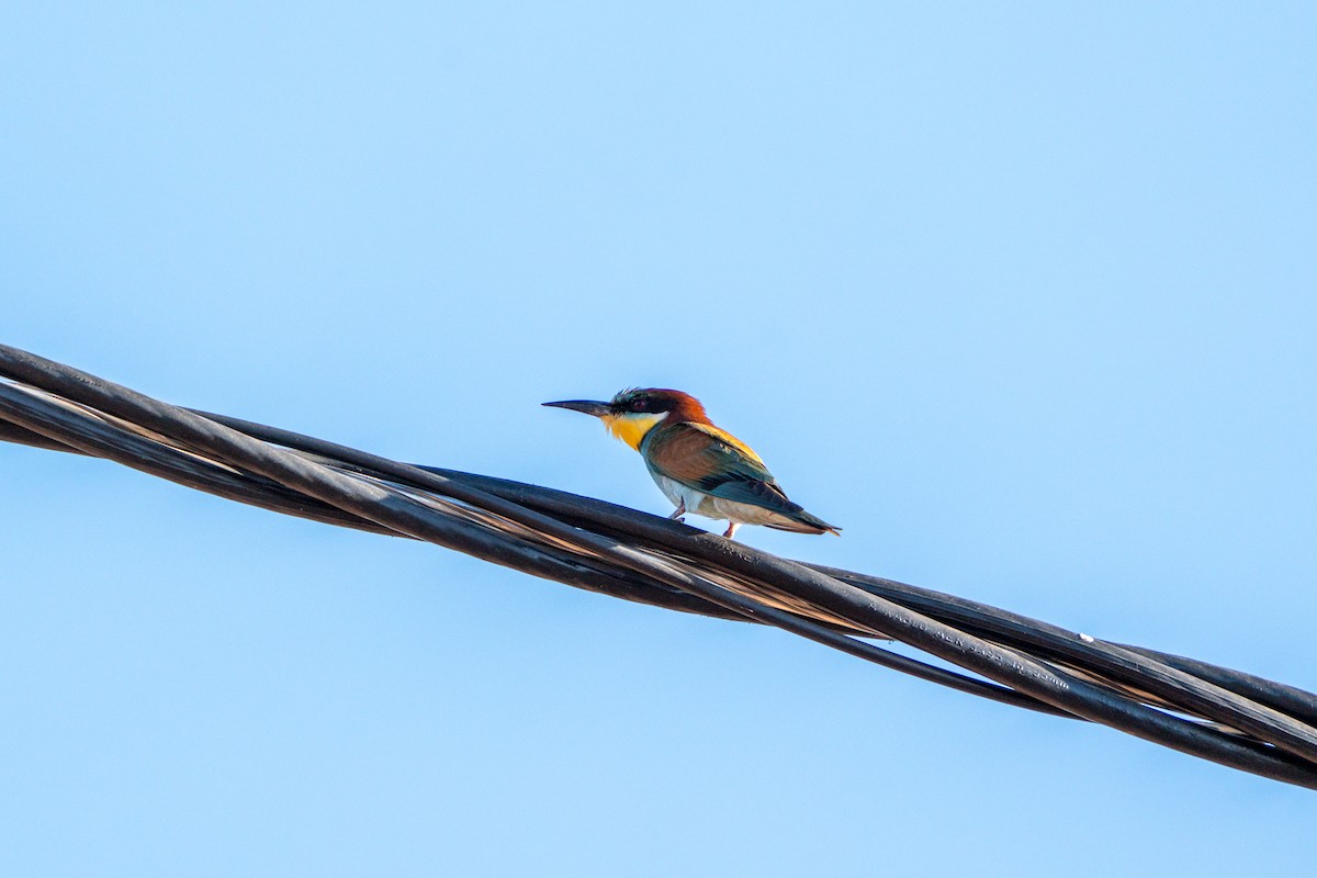 European Bee-eater - ML638286287
