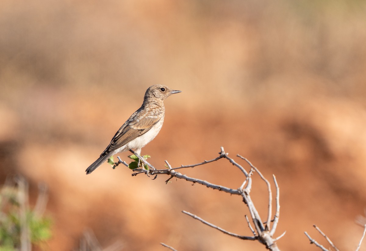 Eastern Black-eared Wheatear - ML638286290