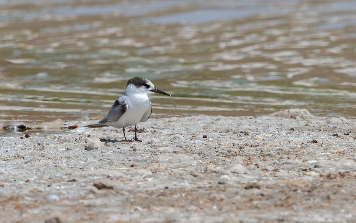 Saunders's Tern - ML638286294