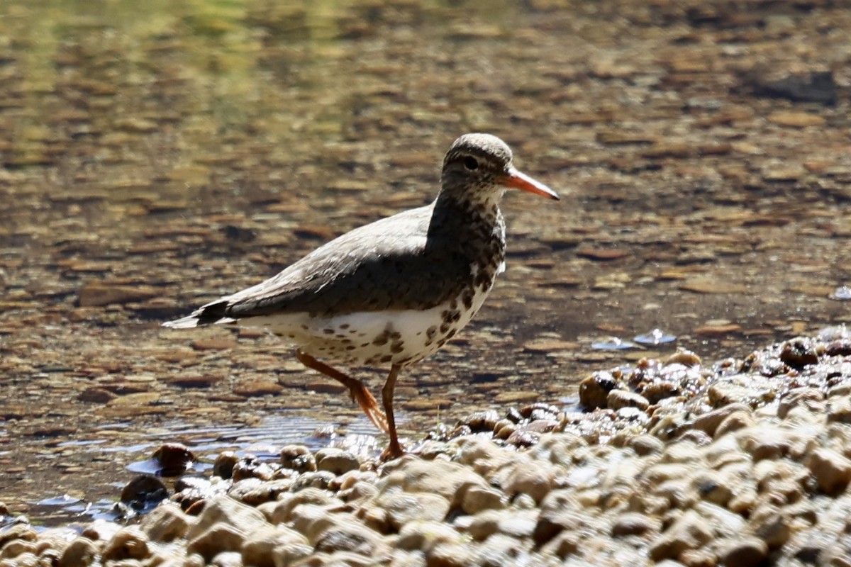 pisík americký - ML638286299