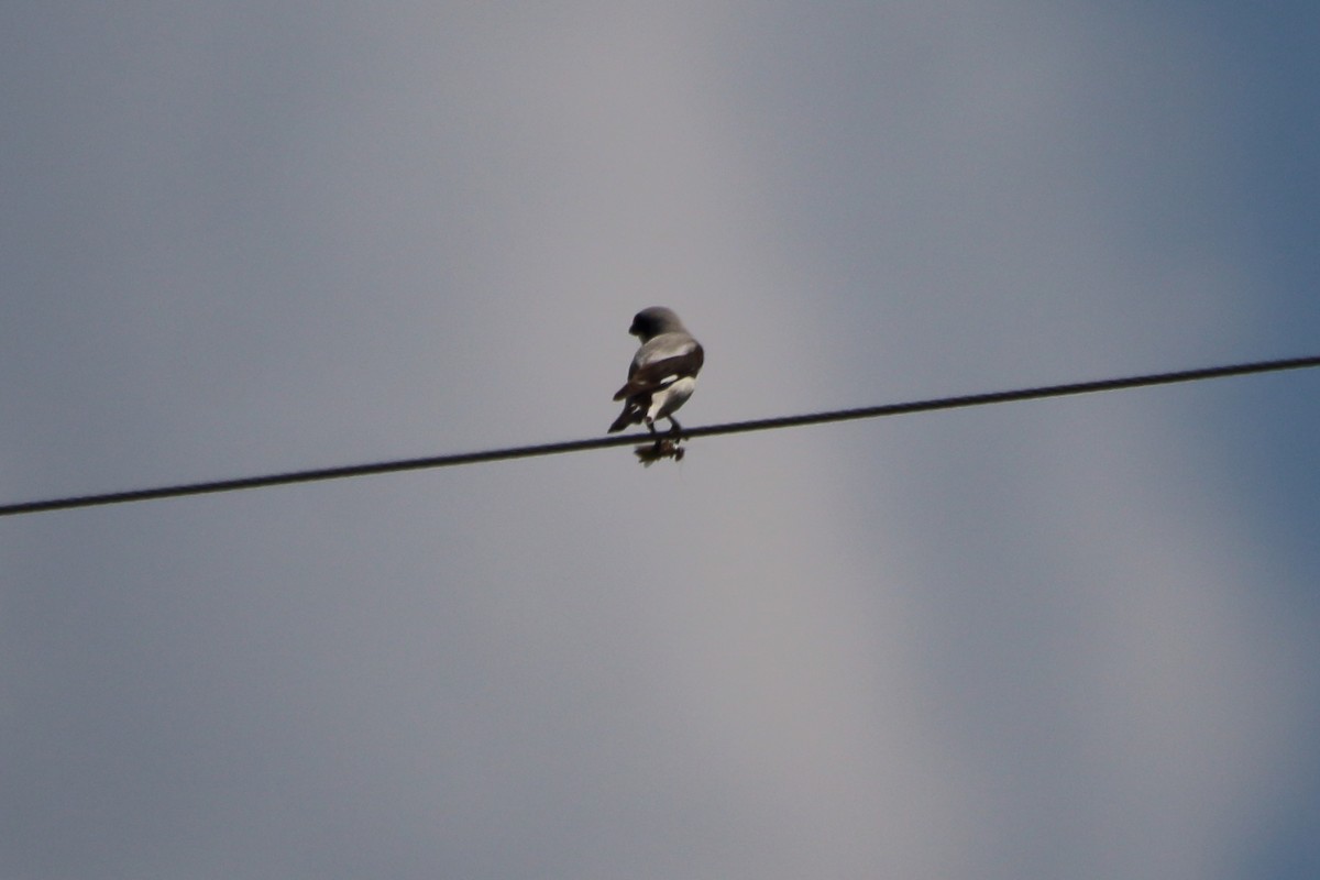 Lesser Gray Shrike - ML638286303