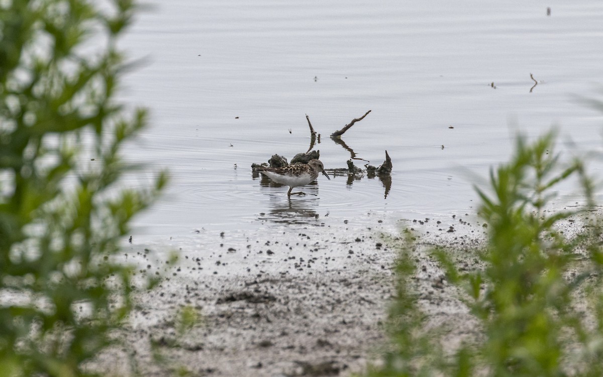 Least Sandpiper - ML638286306