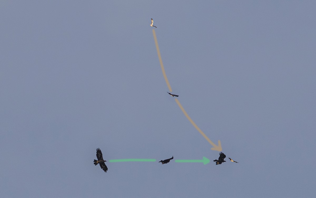 Golden Eagle - ML638286307