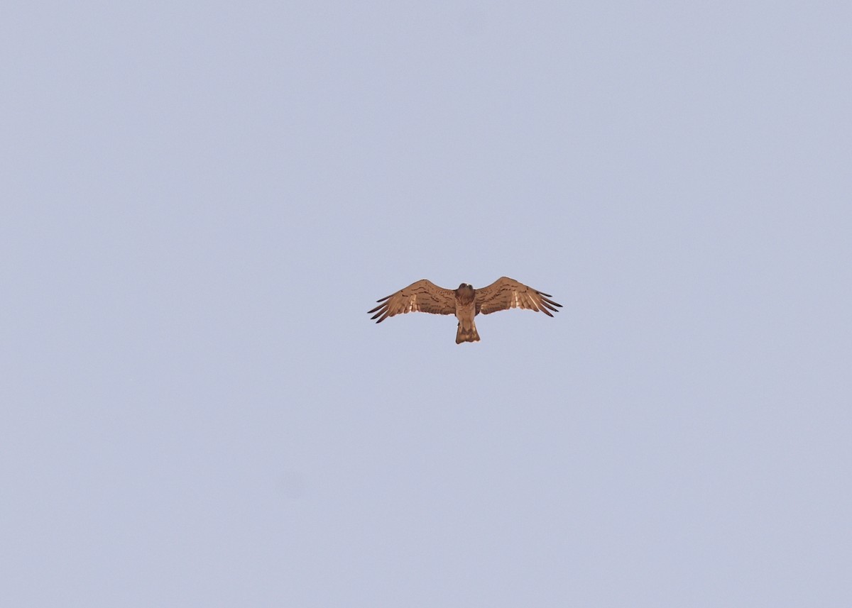 Short-toed Snake-Eagle - ML638286308