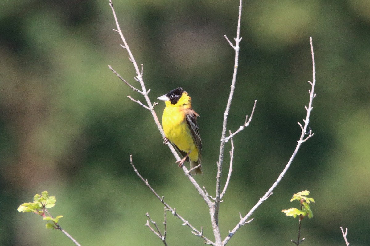 Black-headed Bunting - ML638286313
