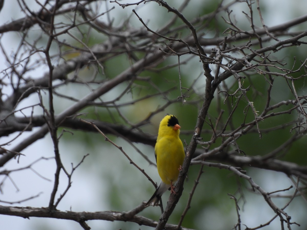 gulstillits - ML638286325