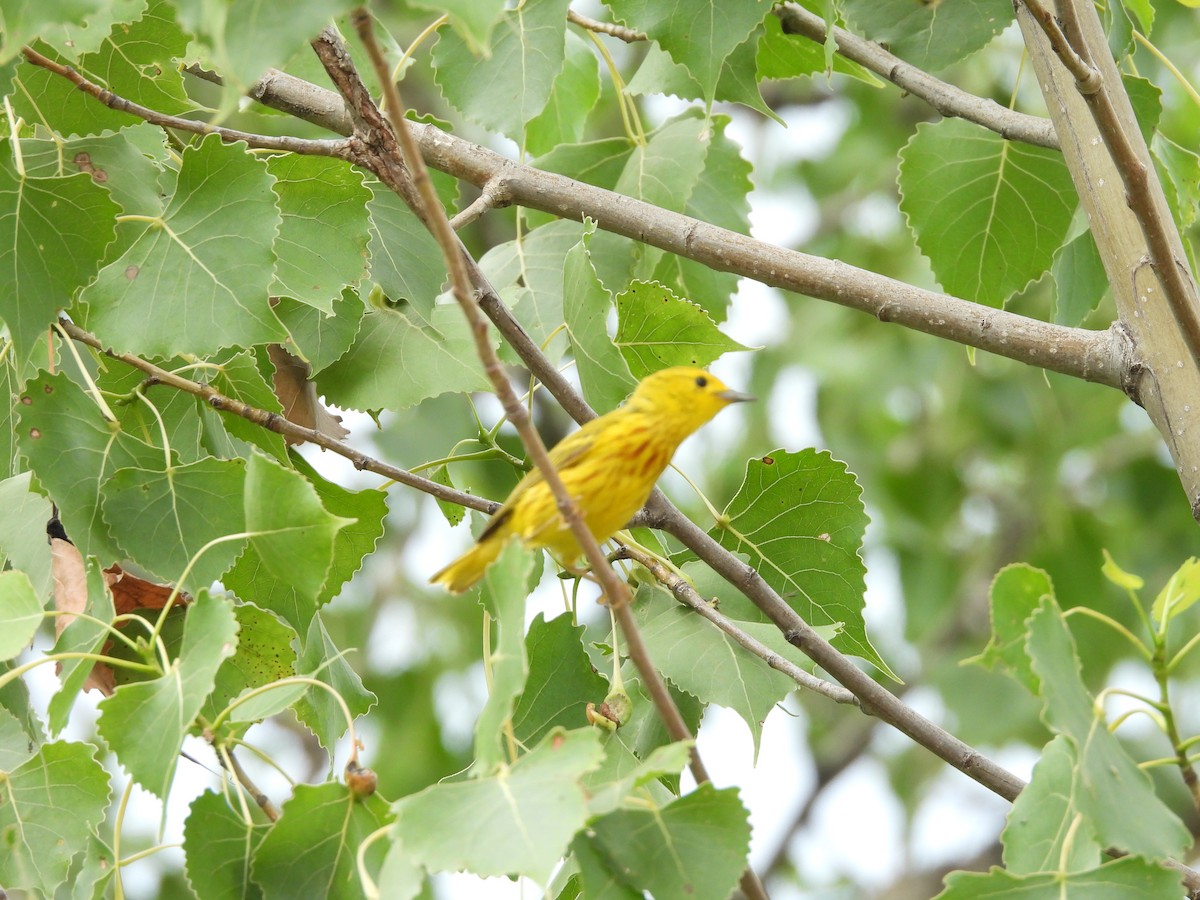 Yellow Warbler - ML638286327