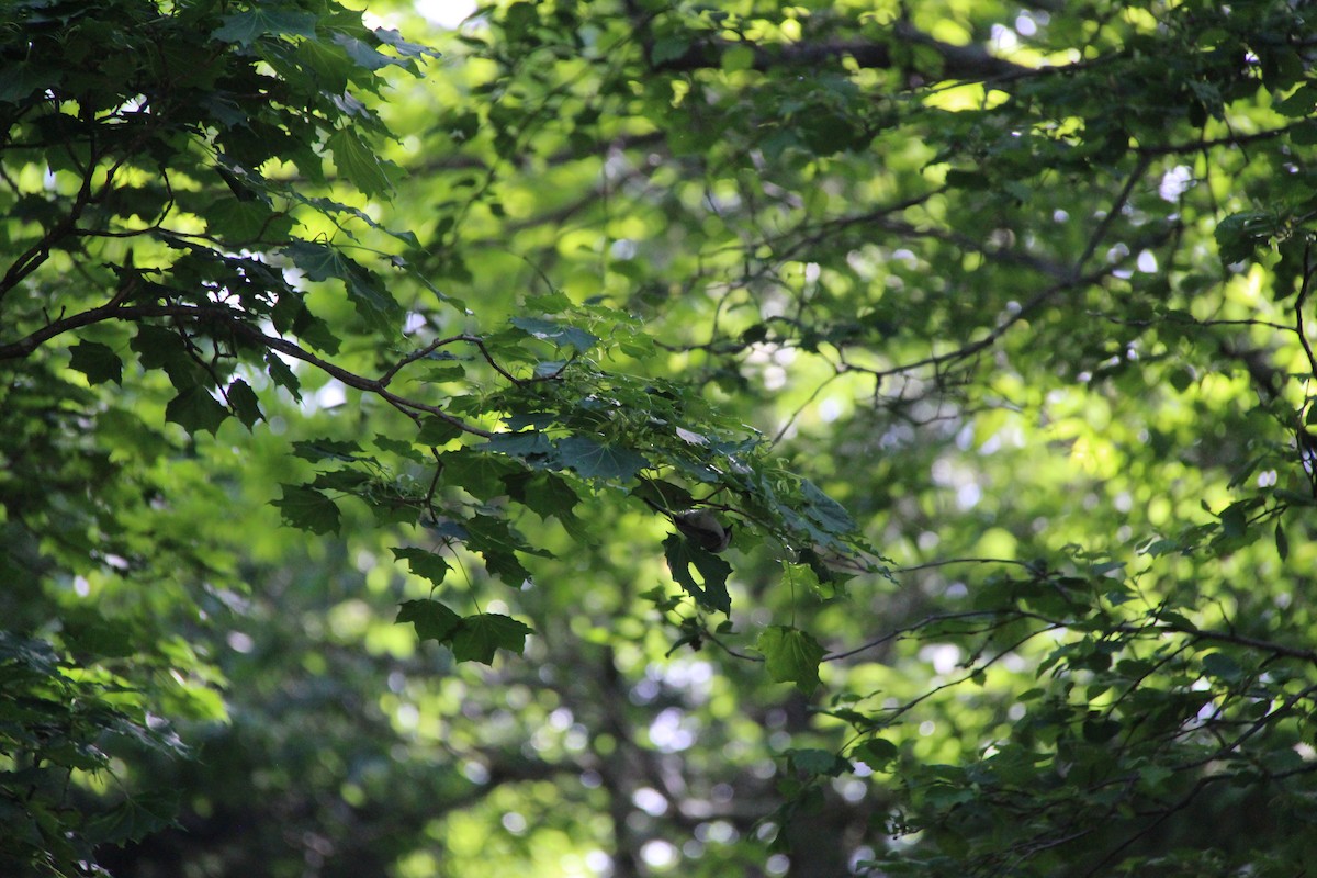 Willow Tit - ML638286331