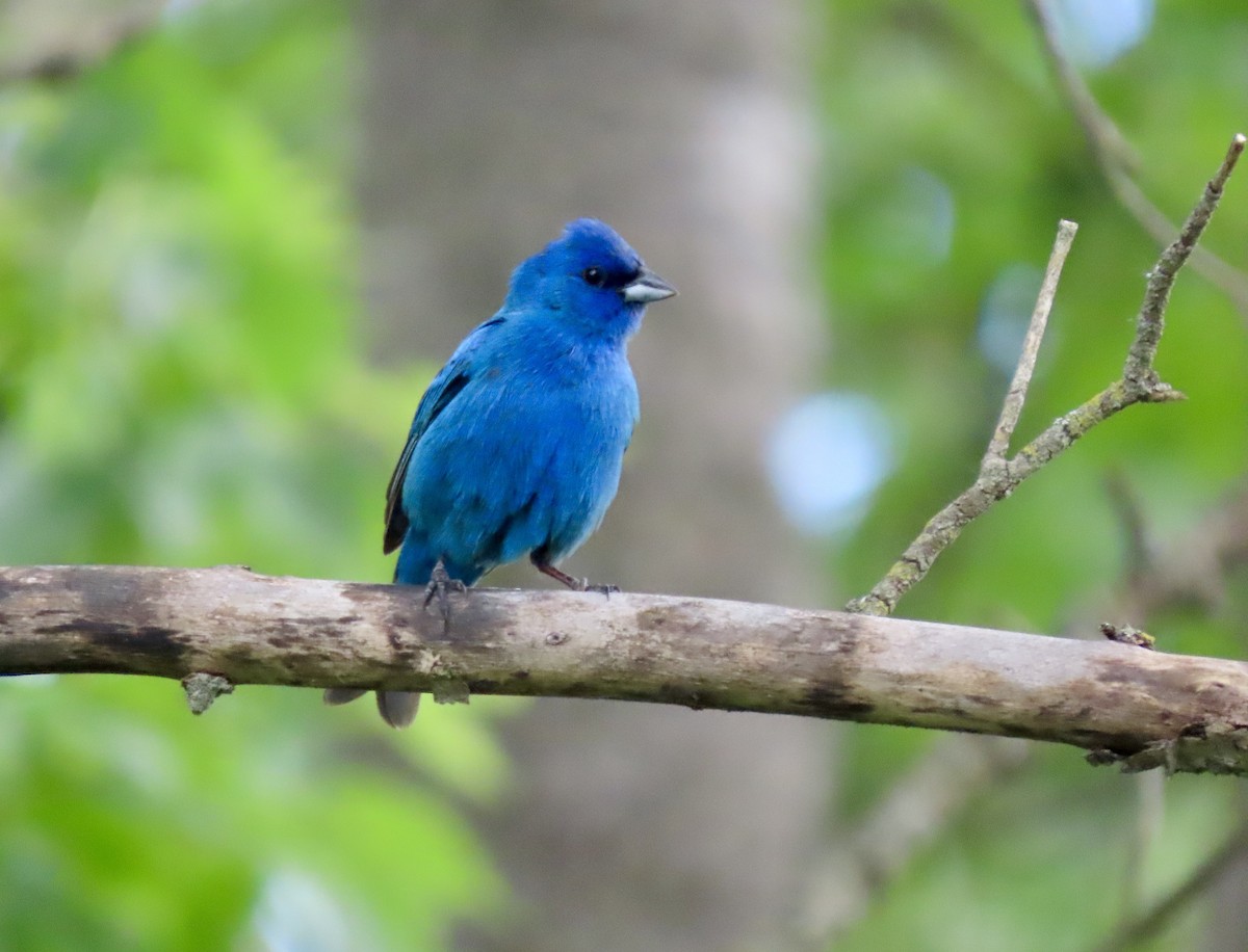 Indigo Bunting - ML638286334