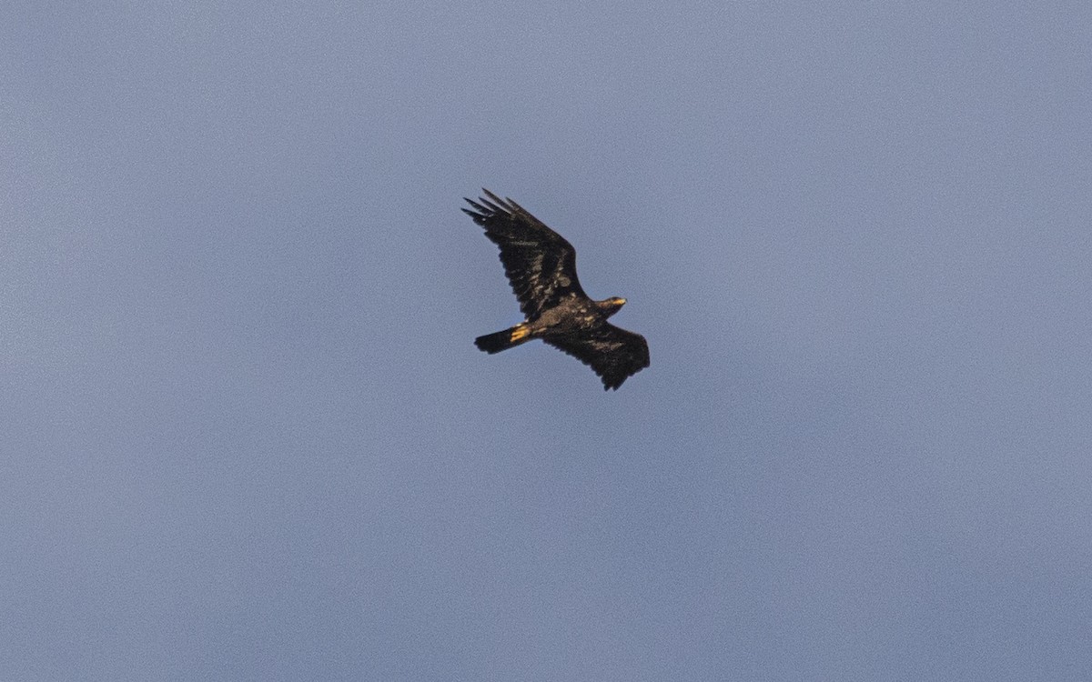 Golden Eagle - ML638286360