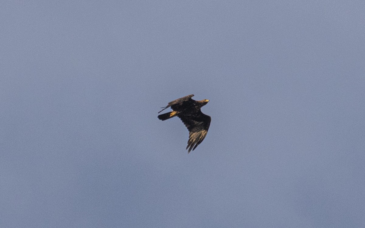 Golden Eagle - ML638286364
