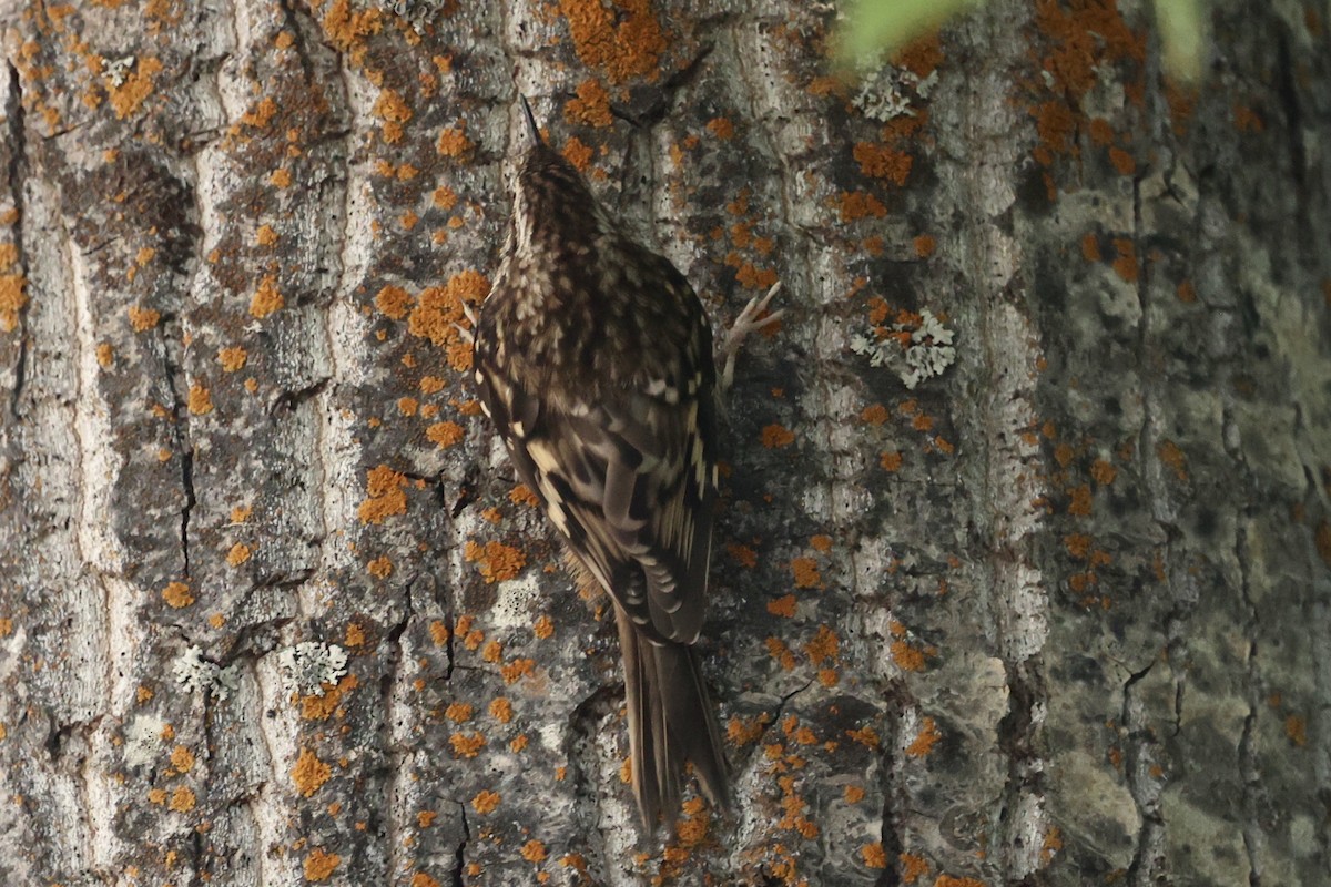 Brown Creeper - ML638286369