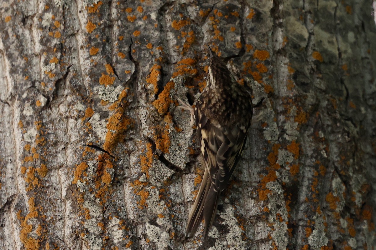 Brown Creeper - ML638286370