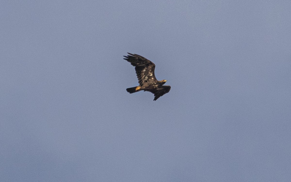 Golden Eagle - ML638286371