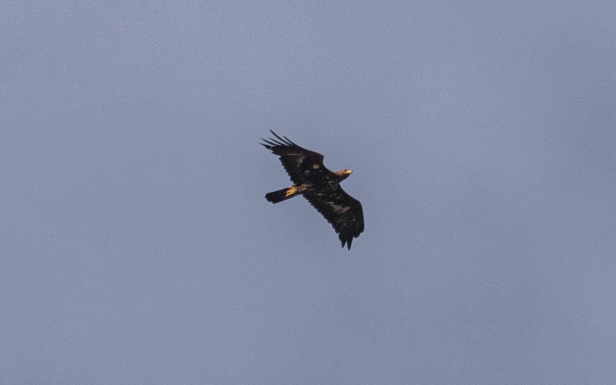 Golden Eagle - ML638286372