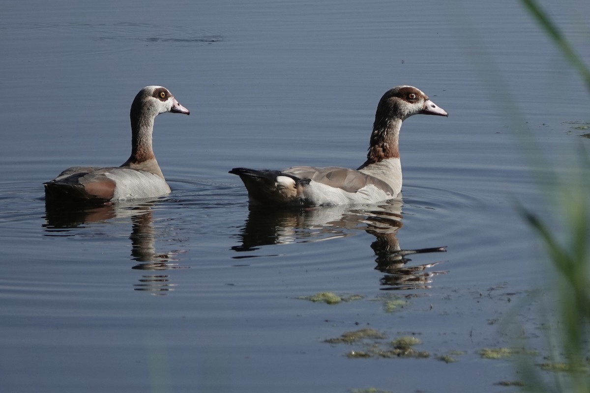 Egyptian Goose - ML638286375