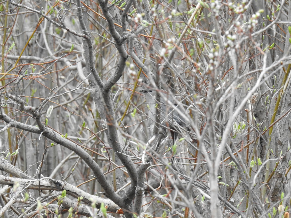 Gray Catbird - ML638286390