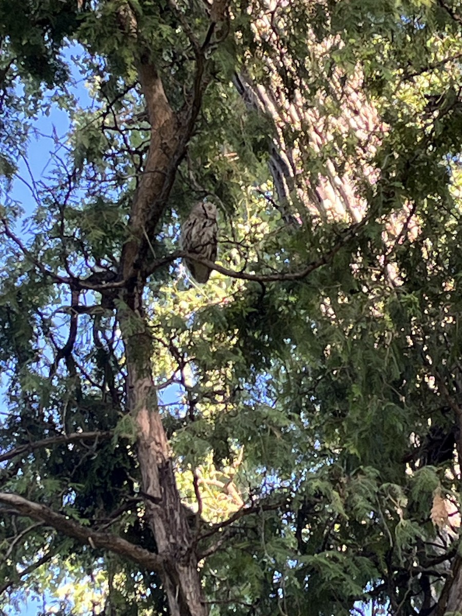 Eastern Screech-Owl - ML638286396