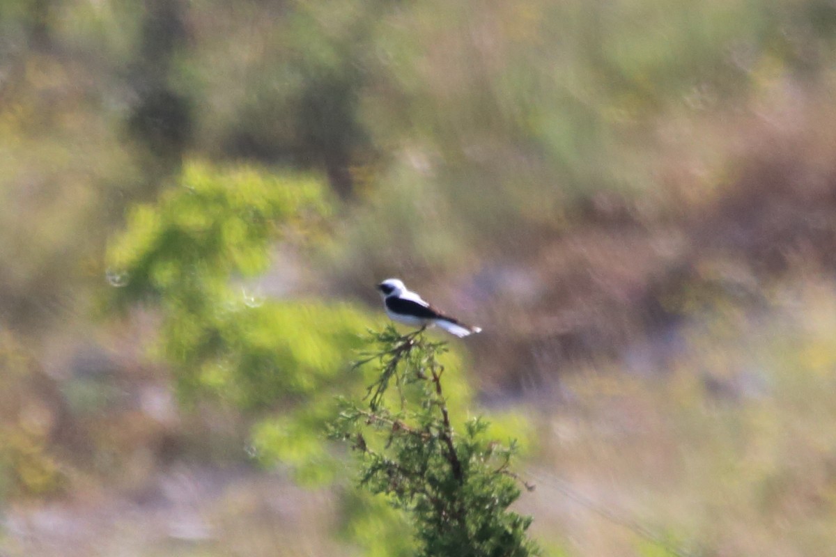 Eastern Black-eared Wheatear - ML638286404