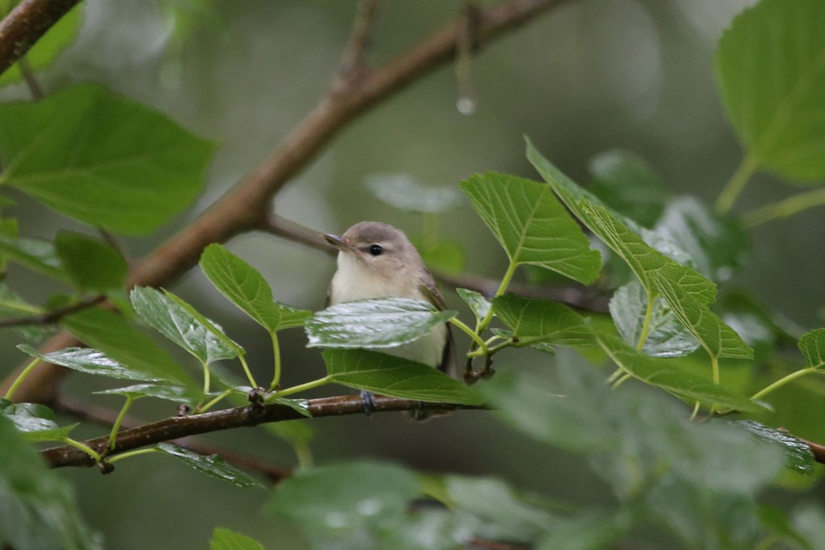 Warbling Vireo - ML638286408