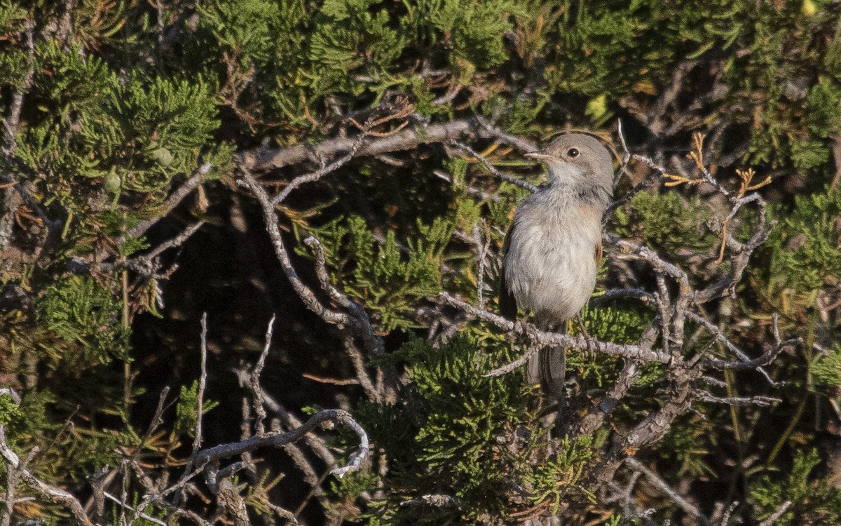 Spectacled Warbler - ML638286409