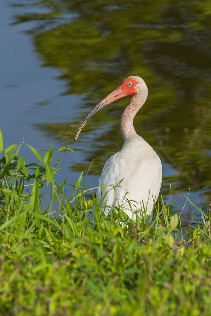 ibis bílý - ML638286415